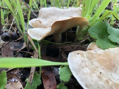 Singerocybe