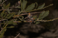 Jacksonia floribunda