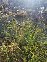 Poa breviglumis