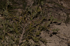 Jacksonia floribunda