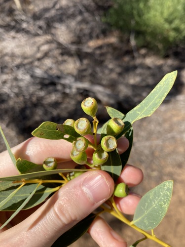 Image of Eucalyptus eudesmioides by (c) Thomas Mesaglio, some rights reserved (CC BY)