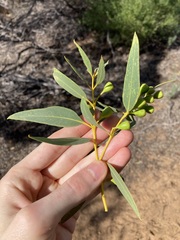 Eucalyptus eudesmioides