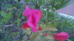 Bougainvillea