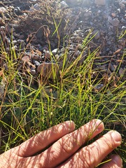 Poa breviglumis