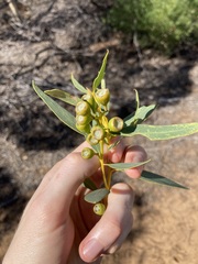 Eucalyptus eudesmioides