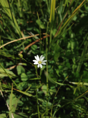 Stellaria longipes