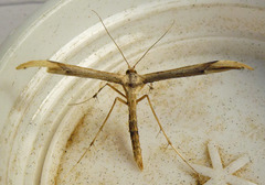Oidaematophorus lithodactyla