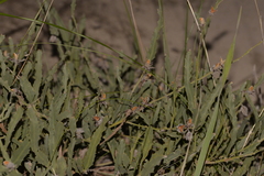 Jacksonia floribunda