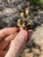 Eucalyptus eudesmioides