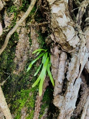 Lygodium japonicum
