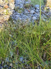 Poa breviglumis