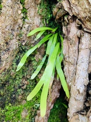 Lygodium japonicum