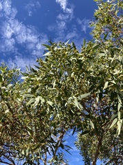 Eucalyptus eudesmioides