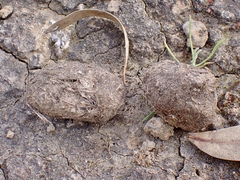 Sus scrofa domesticus
