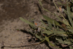 Jacksonia floribunda