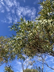 Eucalyptus eudesmioides