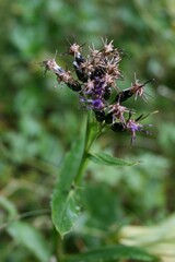 Saussurea parviflora