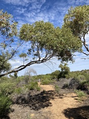 Eucalyptus eudesmioides