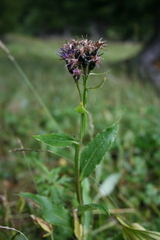 Saussurea parviflora