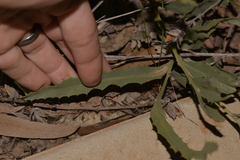 Jacksonia floribunda