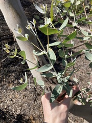 Eucalyptus eudesmioides