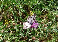 Melanargia lachesis