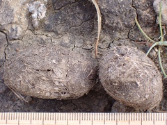 Sus scrofa domesticus