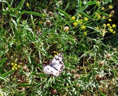 Melanargia lachesis