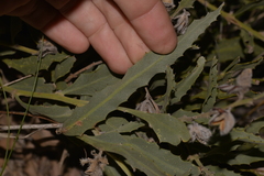 Jacksonia floribunda