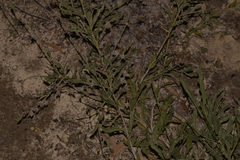 Jacksonia floribunda