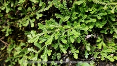 Selaginella davidii