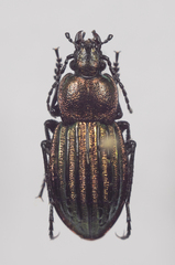Carabus nitens