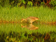 Gallicrex cinerea