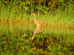 Gallicrex cinerea