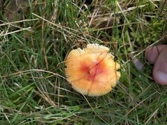Amanita xanthocephala
