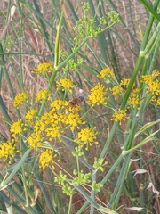 Eristalinus taeniops