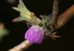 Justicia divaricata