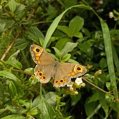 Lasiommata schakra