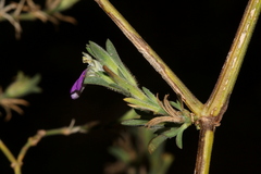 Justicia divaricata