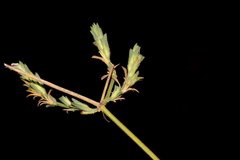 Justicia divaricata