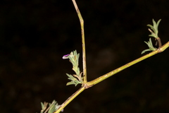 Justicia divaricata