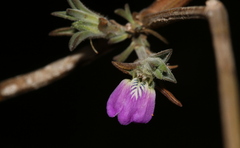 Justicia divaricata