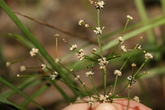 Lomandra ramosissima