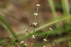 Lomandra ramosissima