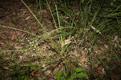Lomandra ramosissima