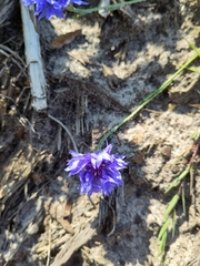 Centaurea cyanus