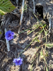 Centaurea cyanus