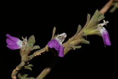 Justicia divaricata