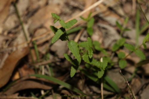Image of Chinese Raspwort (Gonocarpus chinensis) by (c) Greg Tasney, some rights reserved (CC BY-SA)