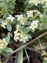 Pimelea spinescens spinescens